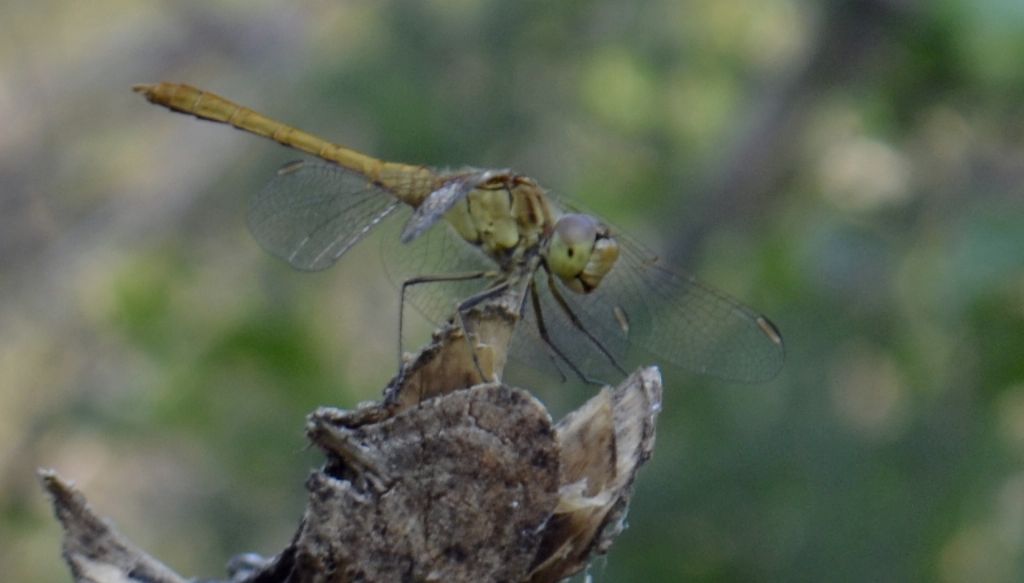 Sympetrum id.